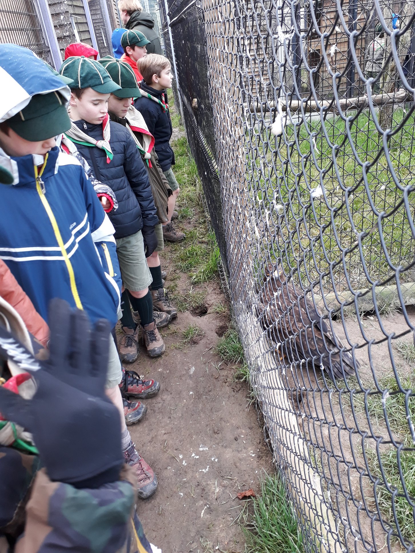 Sint-Martinus den XIIde - Roofvogelactiviteit WHV